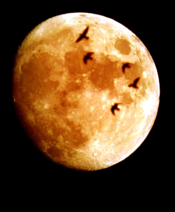 BIRDS FLY ACROSS MOON COVERED BY EARTH'S SHADOW DURING ECLIPSE IN AMMAN
