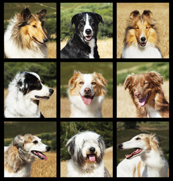 Researchers studying Collies have discovered that breed's family tree includes not only several herding dogs but sight hounds as well. Nine related breeds, top row, from left are Collie, McNab and Shetland Sheepdog. Middle row, from left are, Australian Shepherd, English Shepherd and Miniature Australian Shepherd. Bottom row, from left are Longhaired Whippet, Old English Sheepdog, and Silken Windhound.
