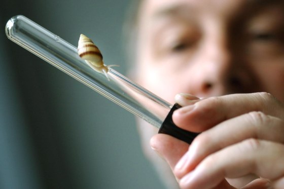 Professor Phil Rainbow, zoology director at the Natural History Museum in London, shows off a Polynesian tree snail, the DNA of which will number among samples taken from endangered species and stored in a "frozen ark."
