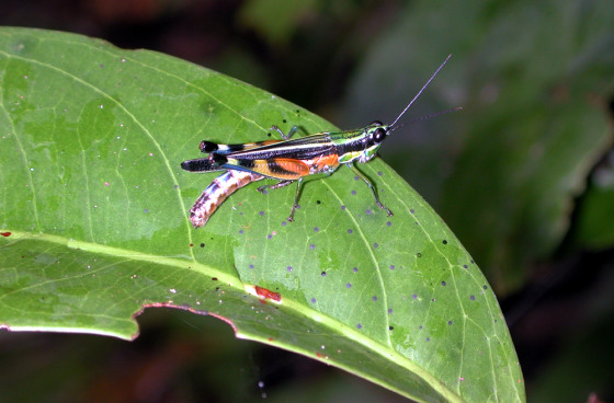 A grasshopper sits on a tree seedling in a white-sand forest in the Allpahuayo-Mishana National Reserve, near Iquitus, Peru.