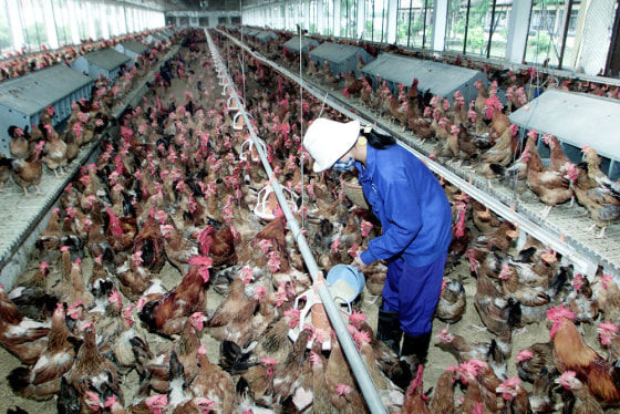 FARM WORKER FEEDS CHICKENS