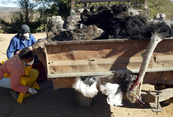 Farm workers spray disinfectant on trailer carrying load of ostriches that died of outbreak of Avian Flu in Middleton