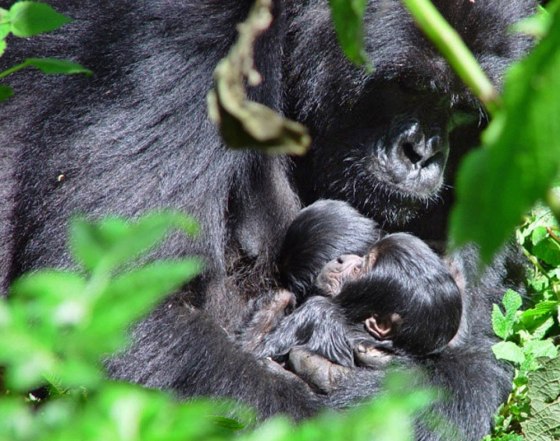 Nyabitondore, a 12-year-old gorilla, holds her twins last May, just a few days after they were born in Rwanda's Volcanoes National Park.