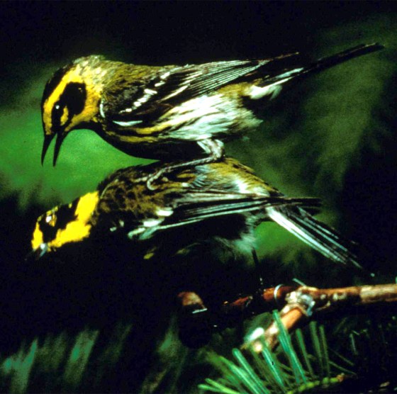 A male Townsend's warbler attacks a decoy of the same species while being observed by researchers. 