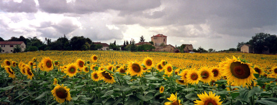 SUNFLOWERS