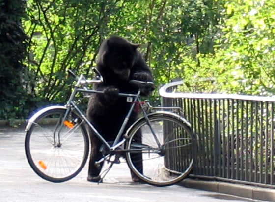 An Andean spectacled bear plays with a bicycle after escaping from its enclosure in Berlin zoo