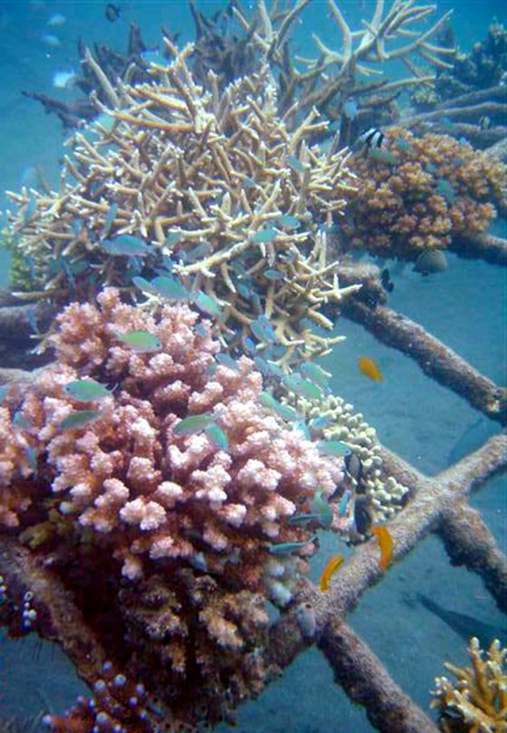 ade from ordinary steel construction rebar, that carries a low-voltage charge in a process developed by researchers working in Indonesia.