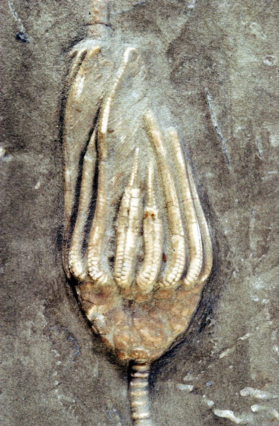 This specimen of a fossilized crinoid (Macrocrinus mundulus), from the Early Mississippian Edwardsville Formation in Crawfordville, Indiana, has regenerated arms that hint at a Paleozoic battle with predators.