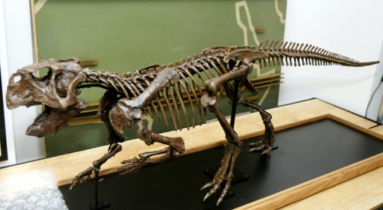 A skeleton of a Psittacosaurus dinosaur is shown at Guernsey's auction house in New York last June. Another Psittacosaurus fossil, found in China, shows signs of a caring nature, scientists say.