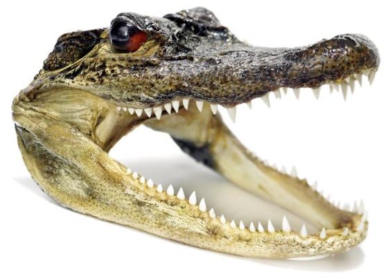 Image: Alligator