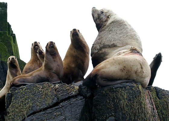 Number of endangered Steller sea lions up