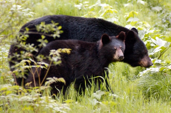 BLACK BEAR