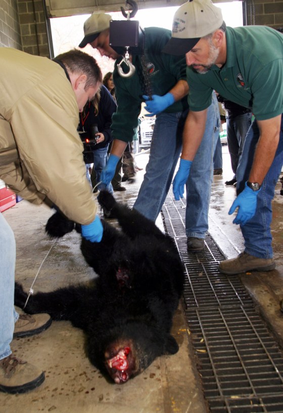 BEAR HUNTFAZENBAKER HARVEY SPIKER