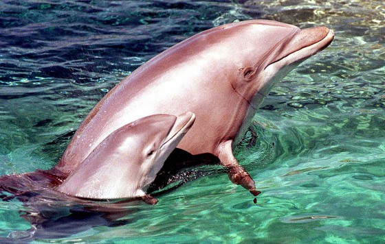 A NEWLY BABY DOLPHIN SWIMS NEXT TO ITS MOTHER