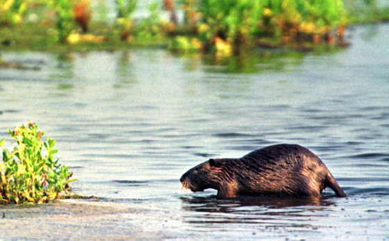 NUTRIA
