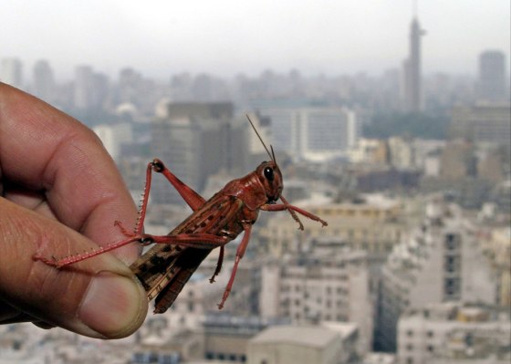 A captured pink locust is seen with the Cairo skyline in the background