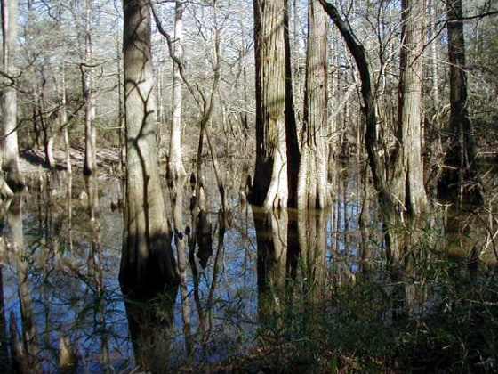 Big Thicket National Preserve in Texas is one of 14 national areas that have privately owned minerals beneath them.