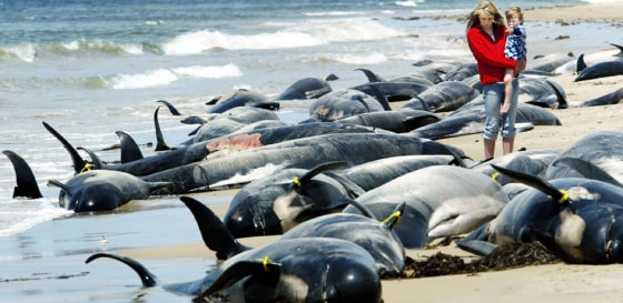 A woman and her child look at carcasses of long-finned pilot whales and bottle-nosed dolphins stranded on Sea Elephant Beach on Tasmania's King Island in southern Australia