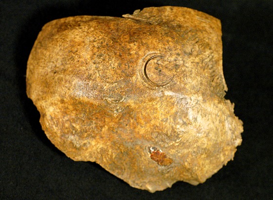 Attempts to drill through the skull of a European man can be seen as crescent-shaped marks on this fragment of the cranium, found this summer at the Jamestown archaeological site in Virginia.