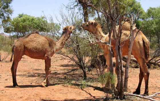 To match feature Australia-Camels