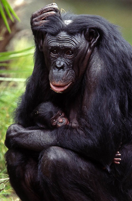 BONOBO PYGMY CHIMPANZEE