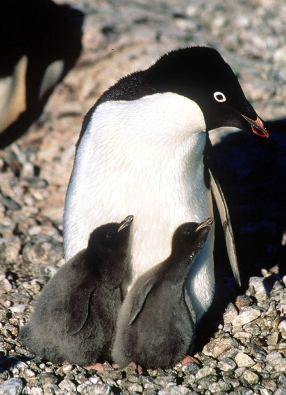 ADELE PENGUINS