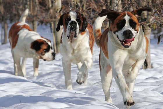 SWITZERLAND SAINT BERNARD DOGS