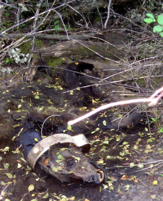 DEAD GRIZZLY