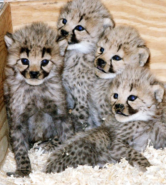 Four baby Cheetah cubs, born on November 23, 2004, huddle together at the National Zoo