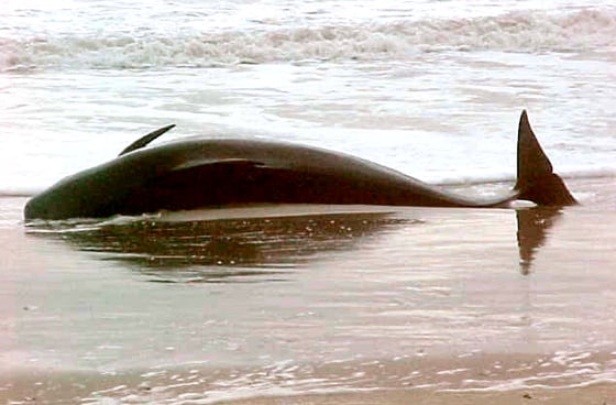 A beached pilot whale is seen near Oregon Inlet on North Carolina's Outer Banks on Saturday. It's not uncommon for pilot whales to beach themselves, but scientists do not know why.