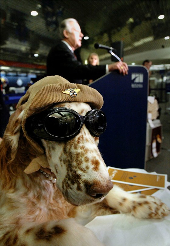 Julie, an English setter, sits next to Midwest Airlines CEO Tim Hoeksema as he announces the company's new frequent flyer program for pets Jan. 17 in Milwaukee.