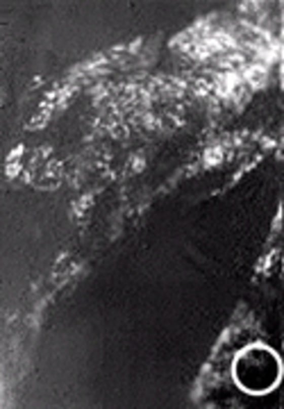 This picture, snapped by the Huygens probe during its descent to Titan's surface, shows a patchwork of light and dark regions. The white circle highlights the area where Huygens is thought to have landed.