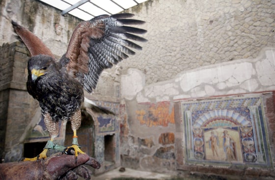 A hawk spreads its wings on Wednesday inside an ancient building of the Herculaneum archaeological site, near Naples in southern Italy.