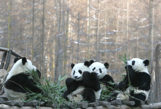 Wolong Giant Panda Bear Research Centre