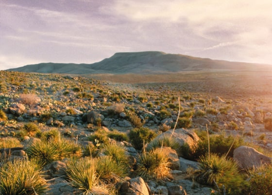 Part of the Otero Mesa, a large desert grassland in New Mexico, is seen in this photo released by the New Mexico Wilderness Alliance, which opposes the federal government's drilling plan for the area.