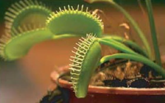 The structure of a Venus flytrap's "jaws" enable it to snap around its prey in less than a second, much like a contact lens can flip inside out.