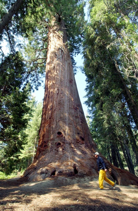 SEQUOIA NATIONAL MONUMENT