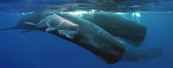 A sperm whale calf swims next to its mother and a pod of sperm whales. Since whales use sonar to get around, loss of hearing may affect their navigation abilities.