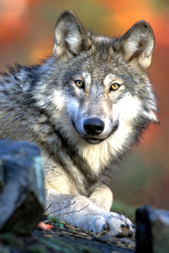 GRAY WOLF