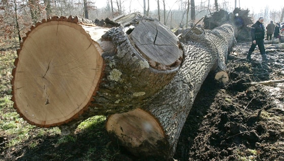 The tree, know as Marie-Antoinette's oak, was planted in 1681 and died during the heat wave in August 2003.