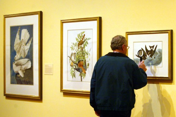 Arnold Blaufarb, of Long Beach, N.Y., inspects one of the Audubon watercolors at the New York Historical Society on Wednesday.