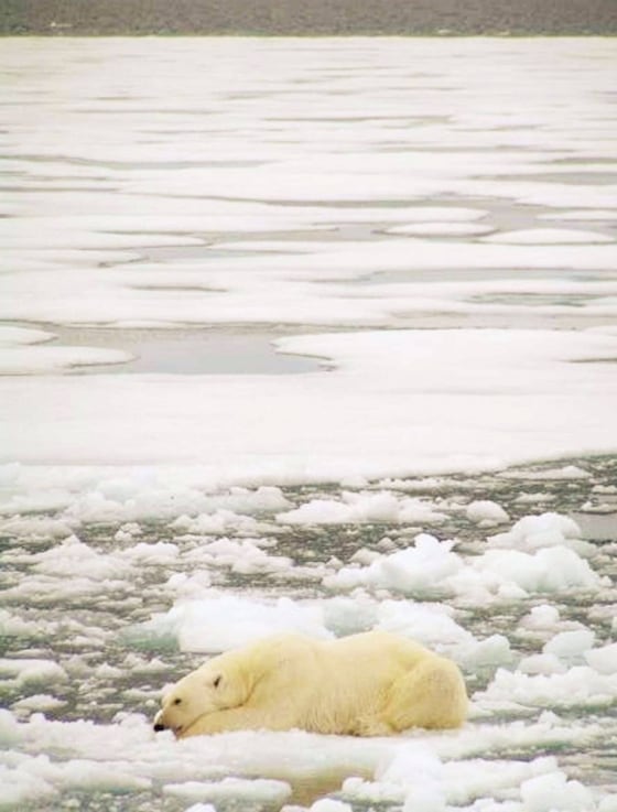 BRITAIN SCOTLAND POLAR BEAR
