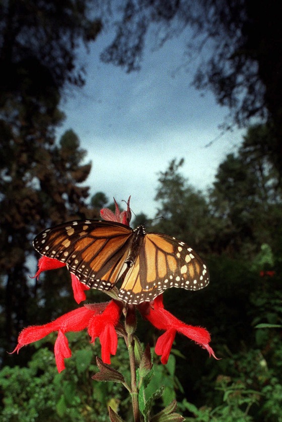 A Monarch butterfly sits in the Mexican forest where millions migrate to each year from North America.