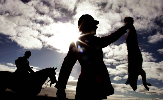 Huntsman from the South Durham hunt holds up a fox shot after being flushed out by hounds