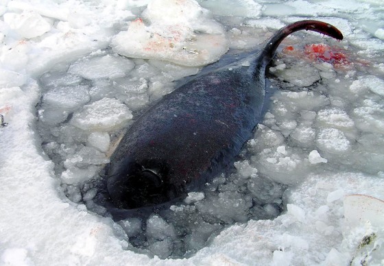 One of the six killer whales that became trapped in ice off a Russian island is seen Wednesday bleeding from trying to break through.