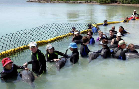 Marine mammal volunteer rescuers transport rough-tooth dolphins in Marathon Florida