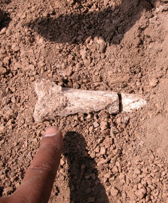 A scientist points at a tibia from the lower part of the leg of what is believed to be humankind's first walking ancestor, a hominid that lived in the wooded grasslands of the Horn of Africa nearly 4 million years ago.