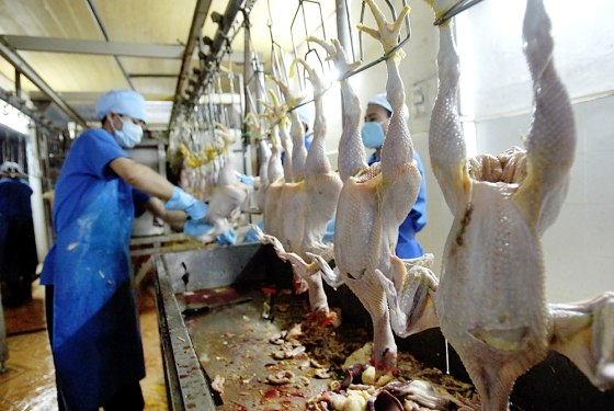 WORKERS CLEAN CHICKENS AT SLAUGHTER HOUSE