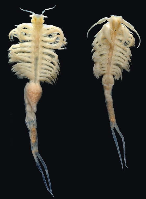 Biologists have discovered the species living in lake beds.