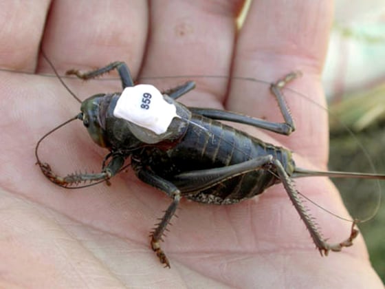 MORMON CRICKET *{ED197BD4-5519-4BEE-A408-3EF265EA736E}*